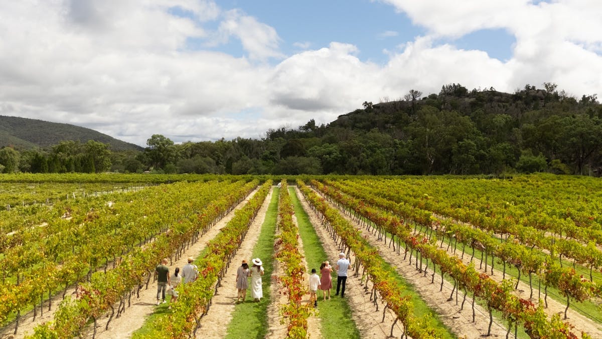 Vineyard Walk at Balancing Heart Vineyard on the Granite Belt, South-East Queensland