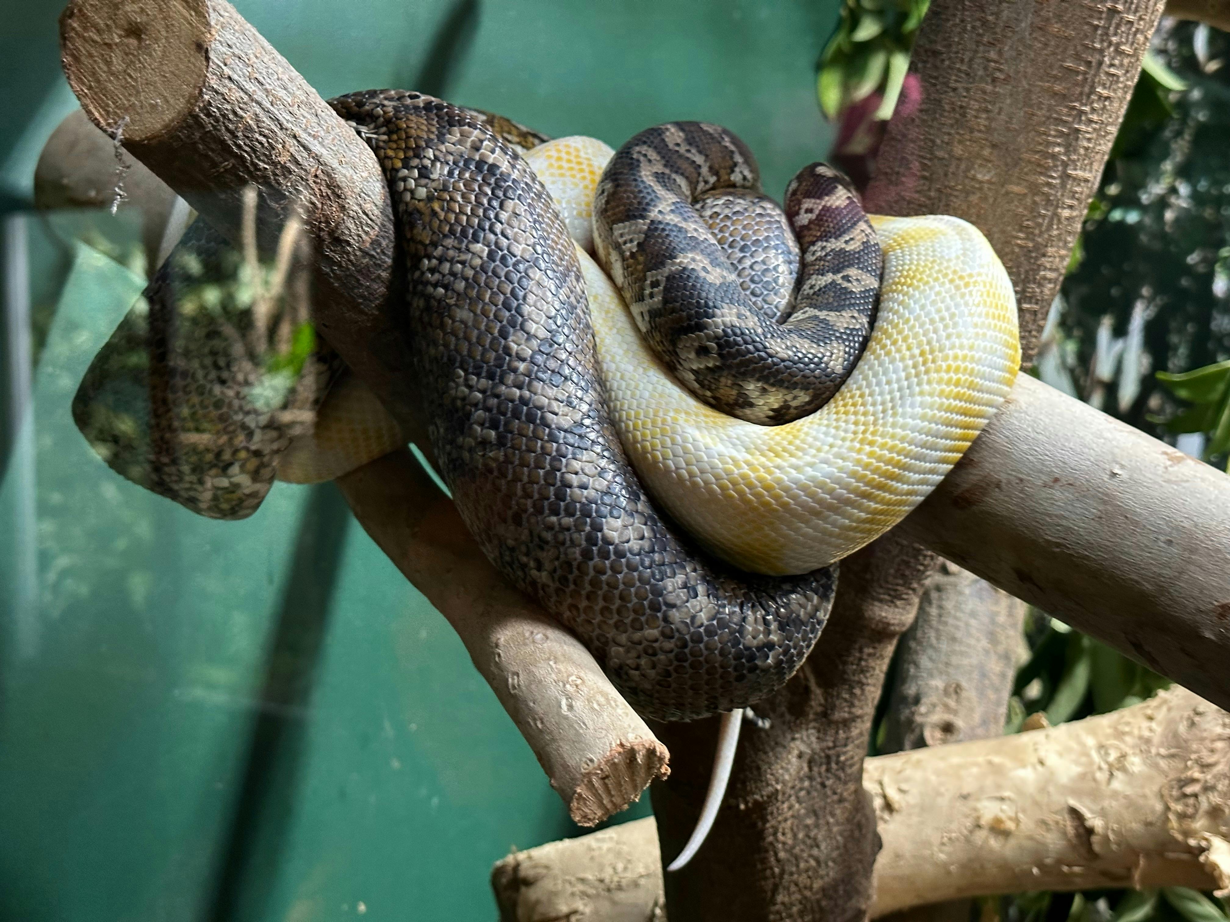 Snakes