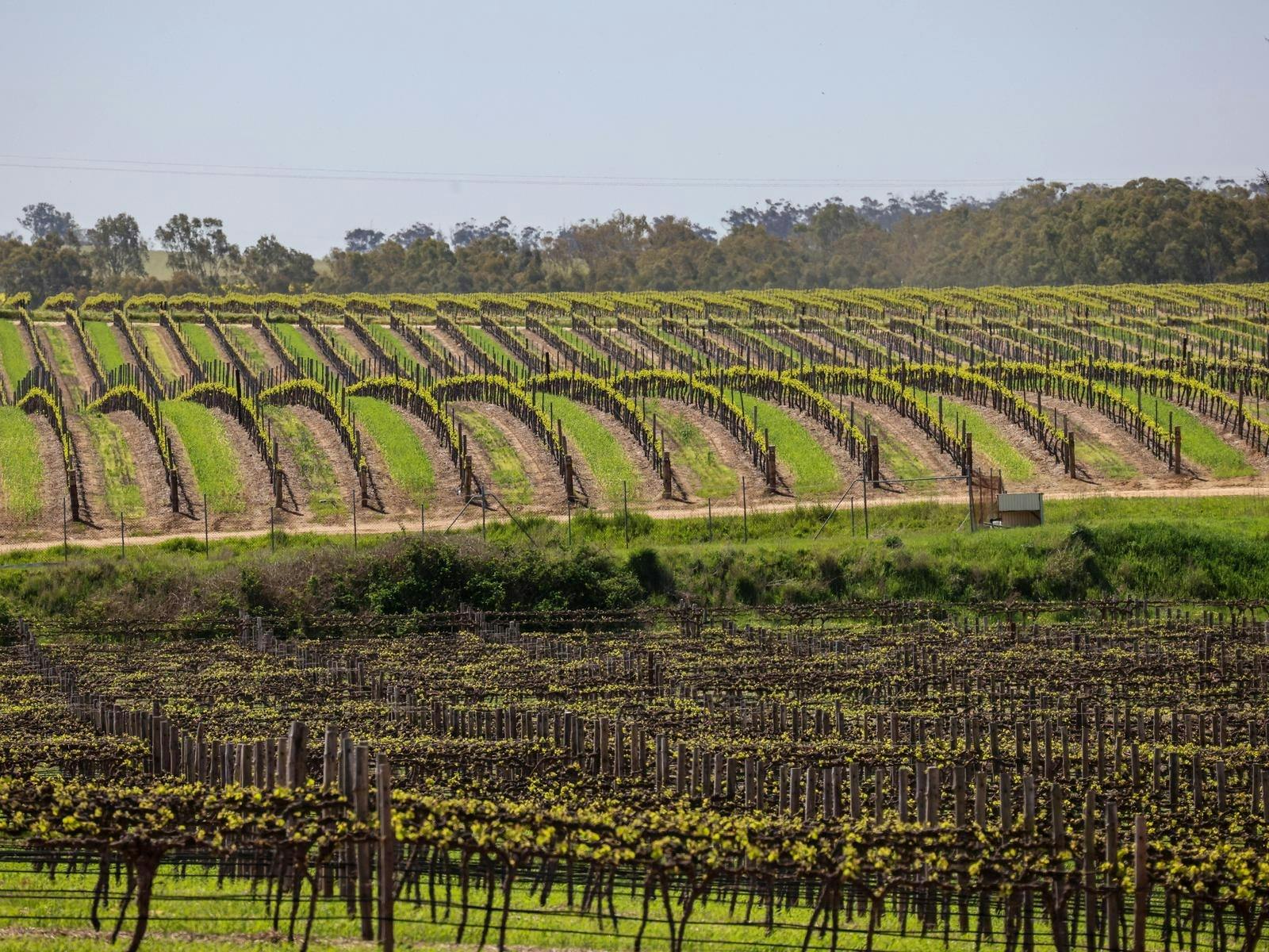 Vineyard McLaren Vale