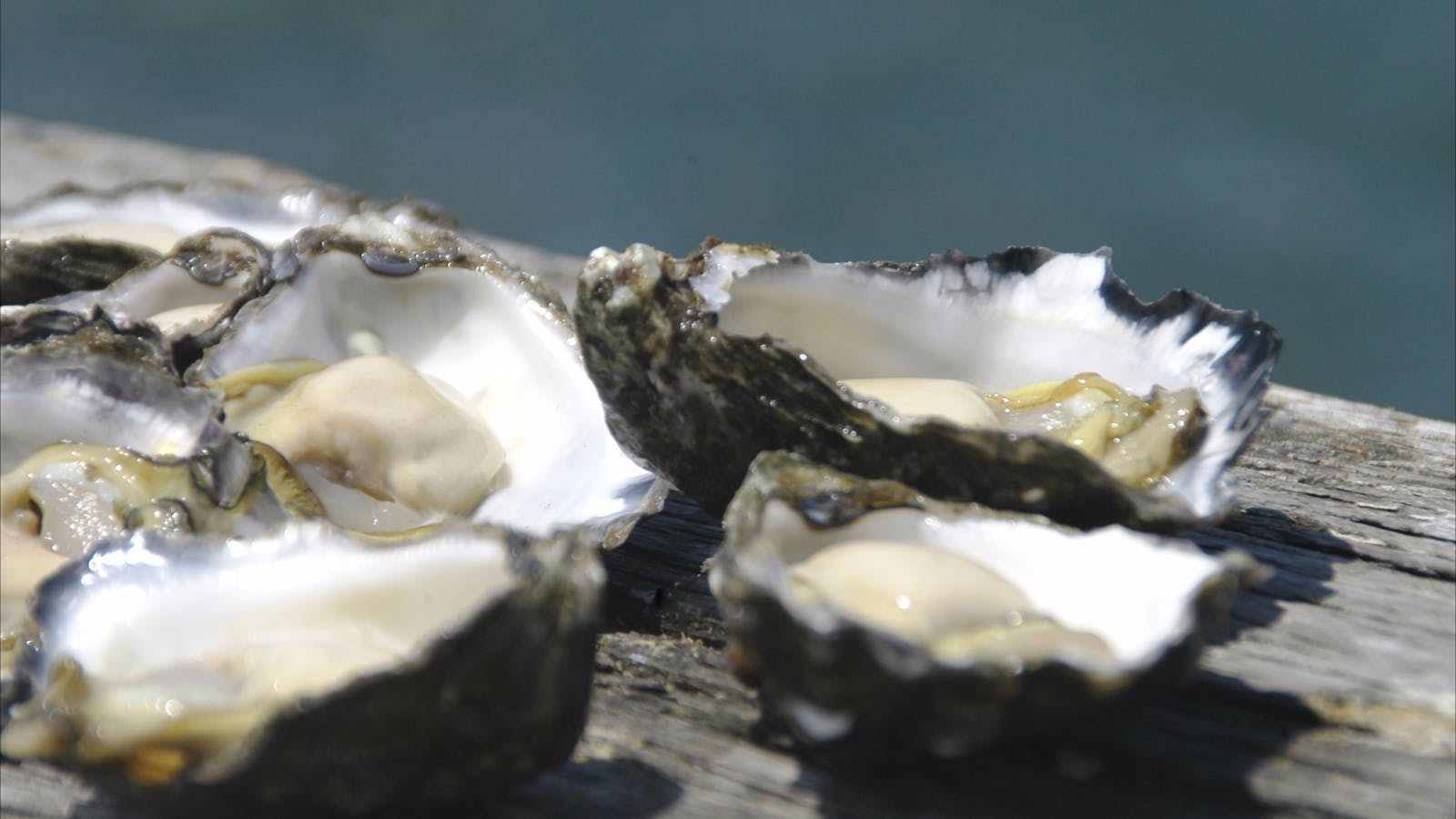 Jim Wilds Oyster Service
