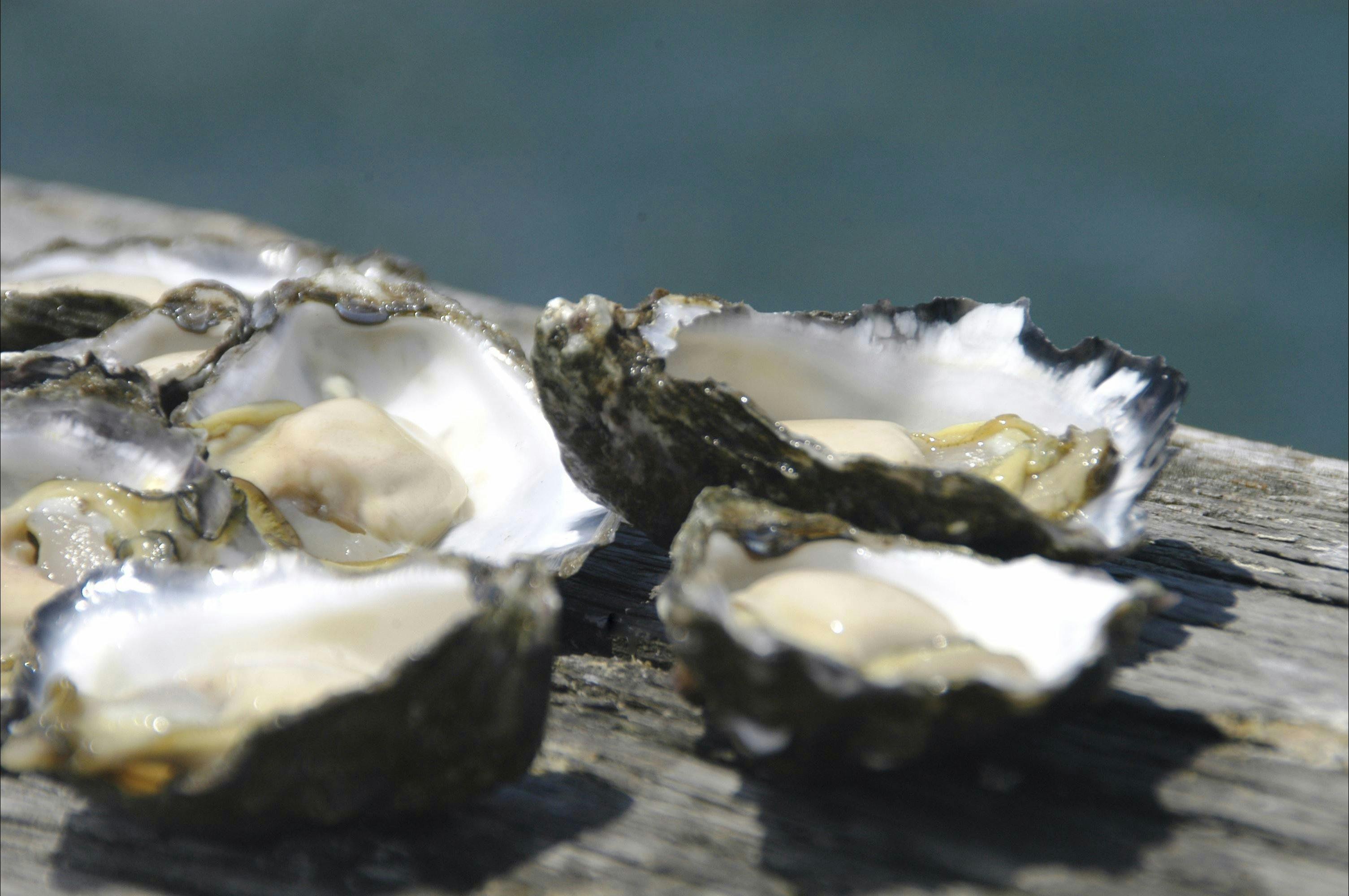 Jim Wilds Oyster Service Culburra Beach Visitnsw Com