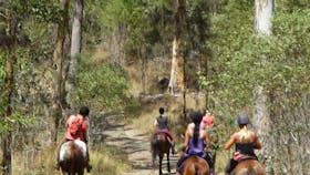 Nerang National Park and State Forest