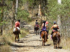 Horse riding in Nerang State Forest