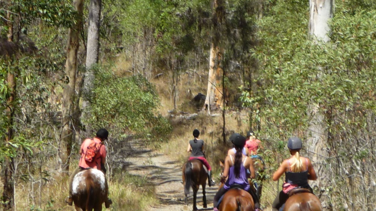 Horse riding in Nerang State Forest