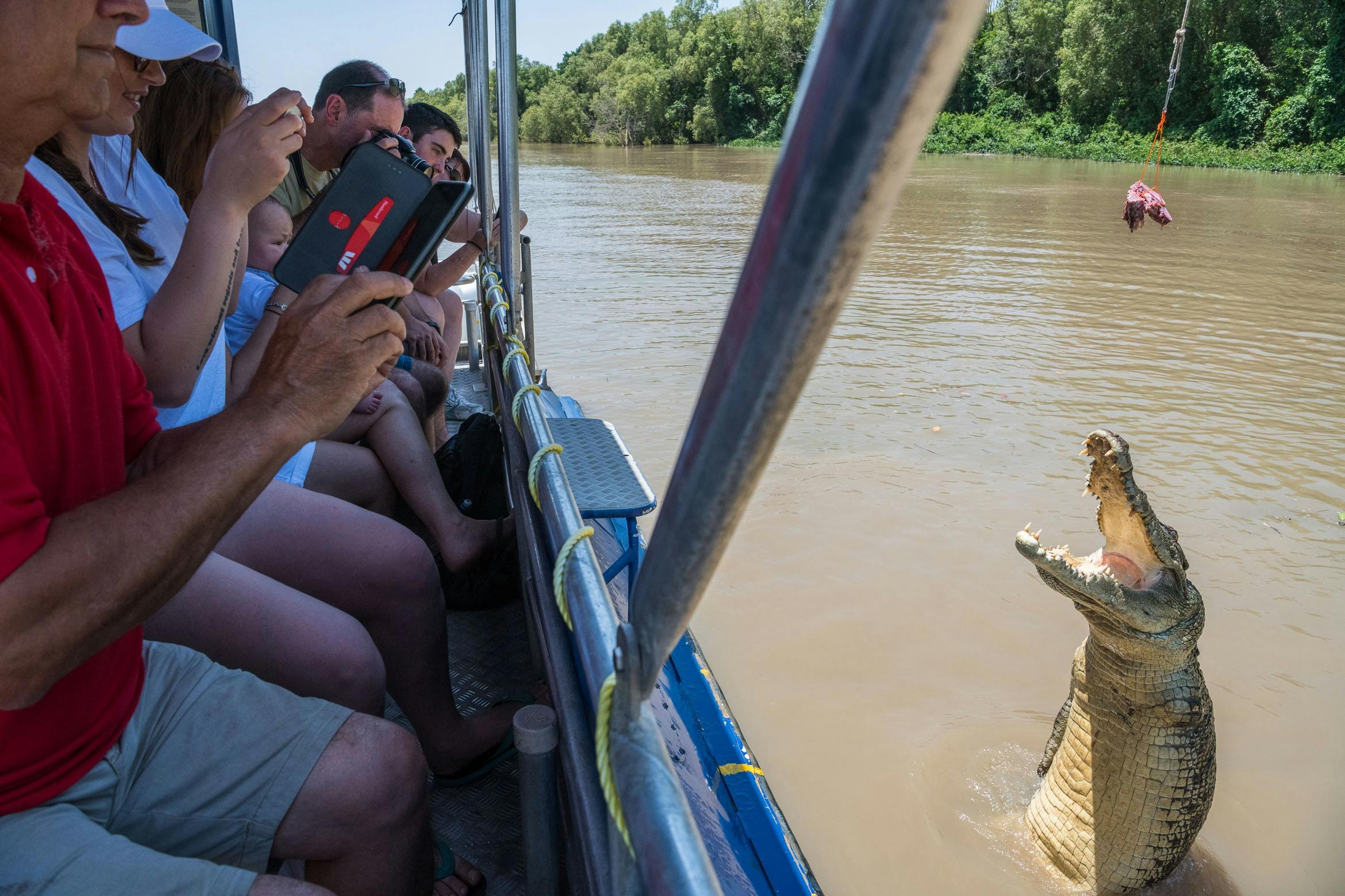Saltwater crocodile jumping from the water