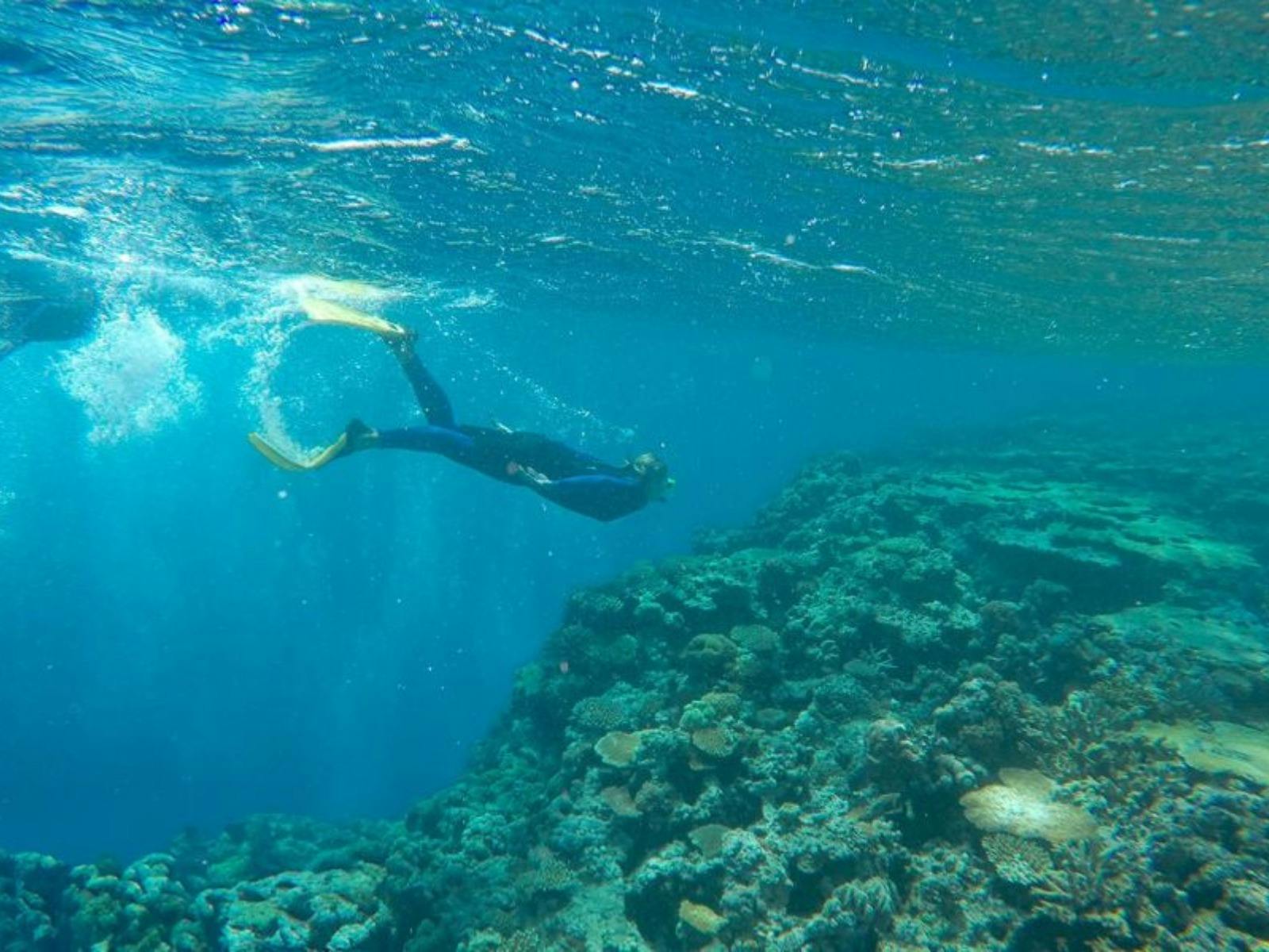 Explore vibrant reefs and discover underwater magic — unforgettable dive moments begin aboard Summer