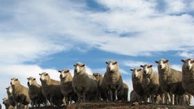 Annual Bredbo Sheep Dog Trials