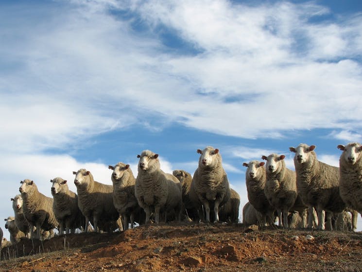 Sheep on a Hill