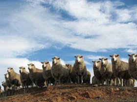 Annual Bredbo Sheep Dog Trials Cover Image