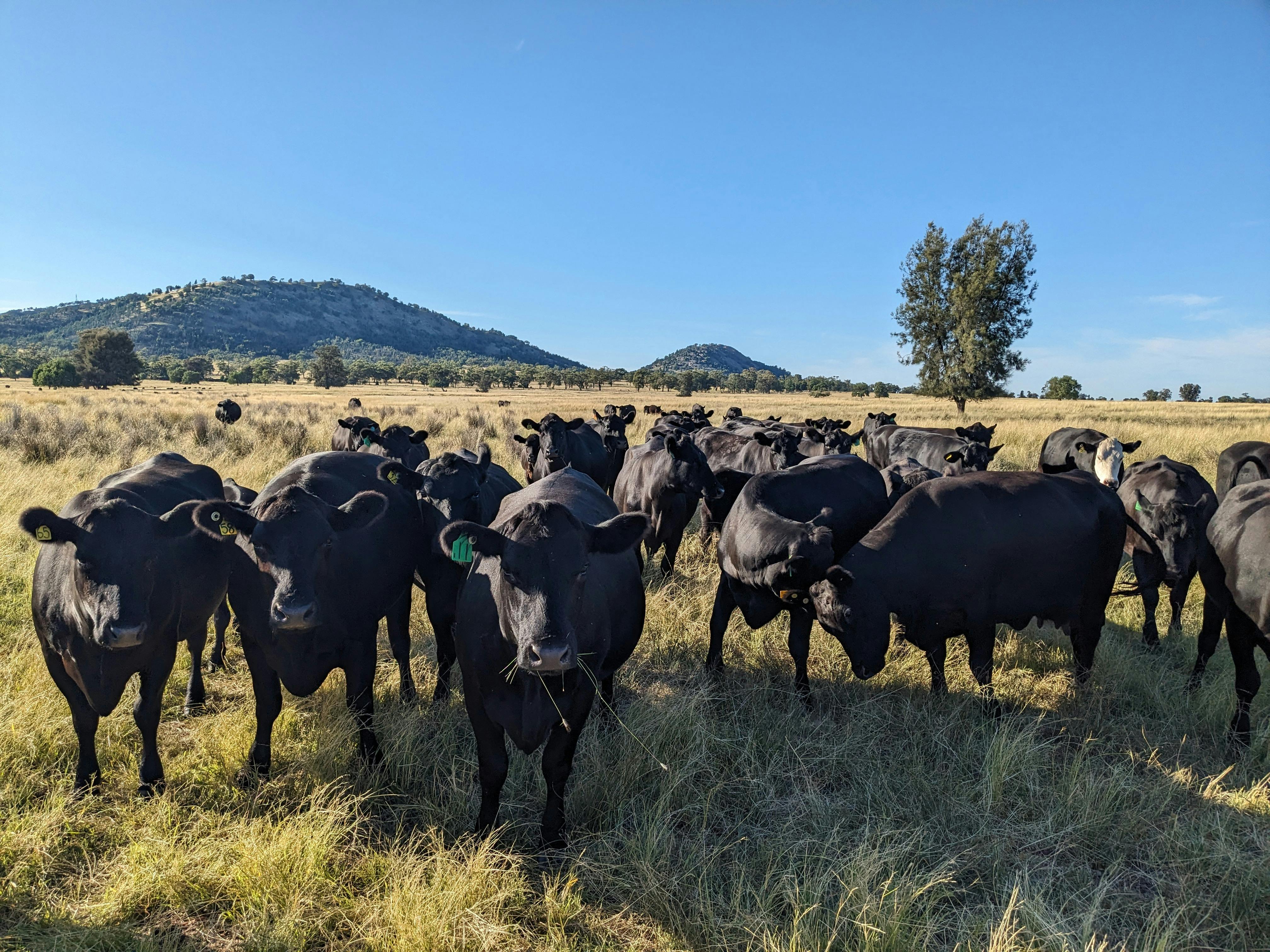 Friendly and curious Angus cows