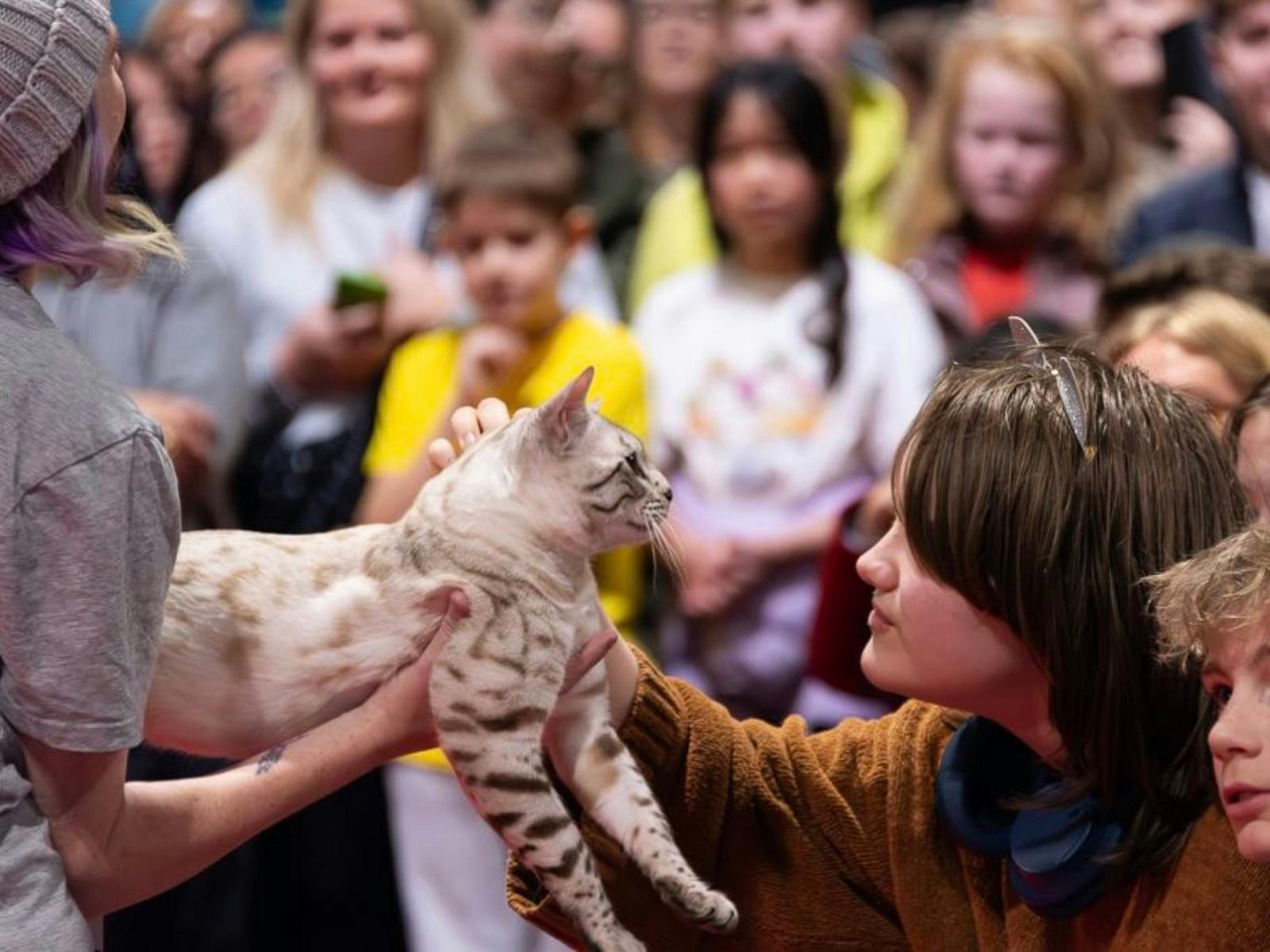 Oz Feline Fair & Catstravaganza - Brisbane
