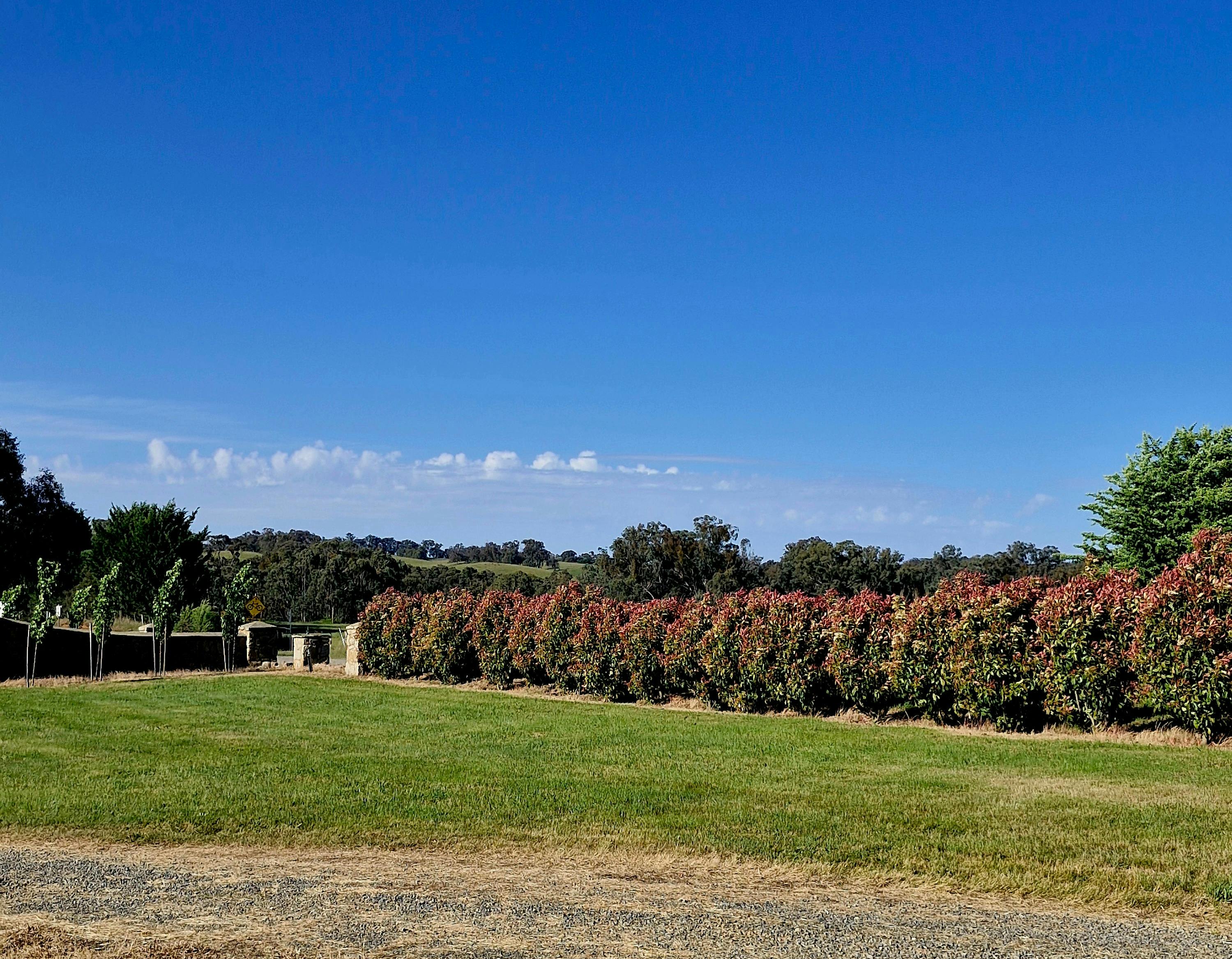 picture of grass and trees