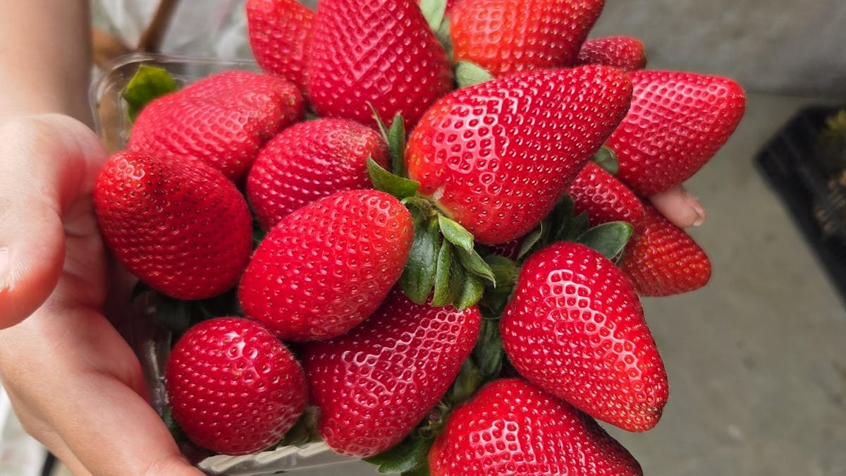 Overflowing large pick your own punnet with bright red juicy strawberries