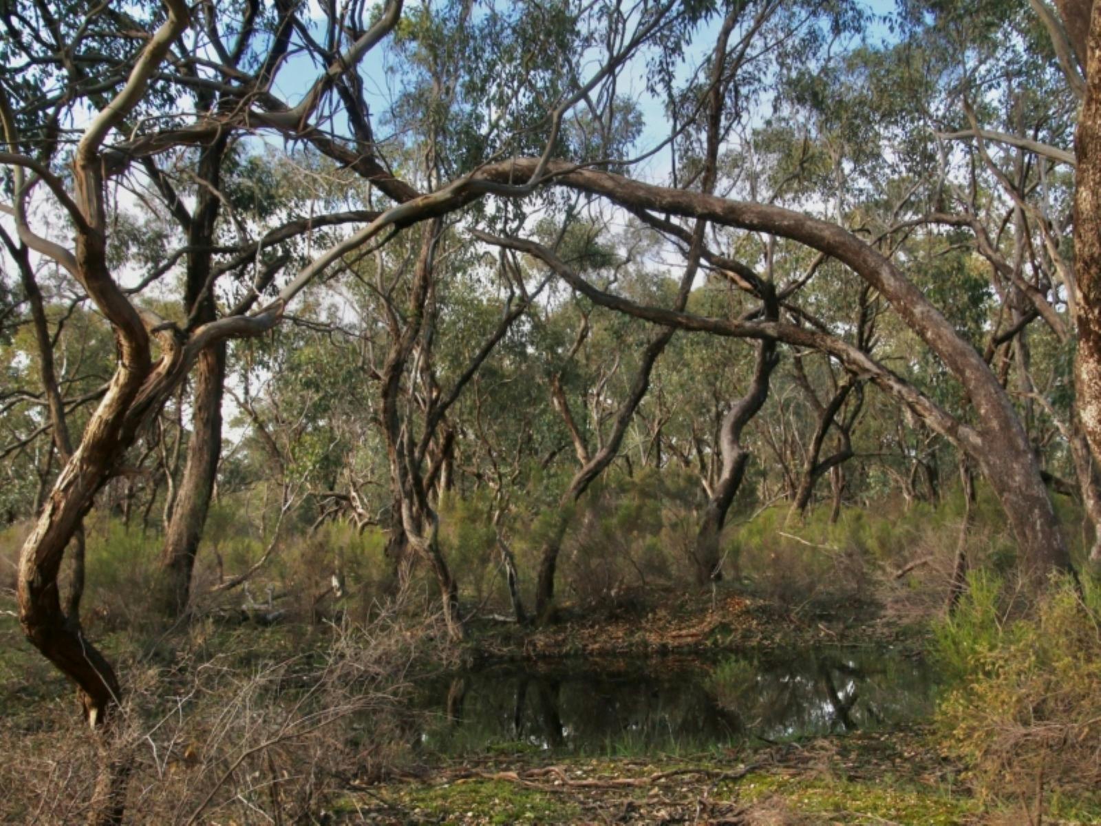 Photo of the Flora along the Mangalore Flora Walking Trail