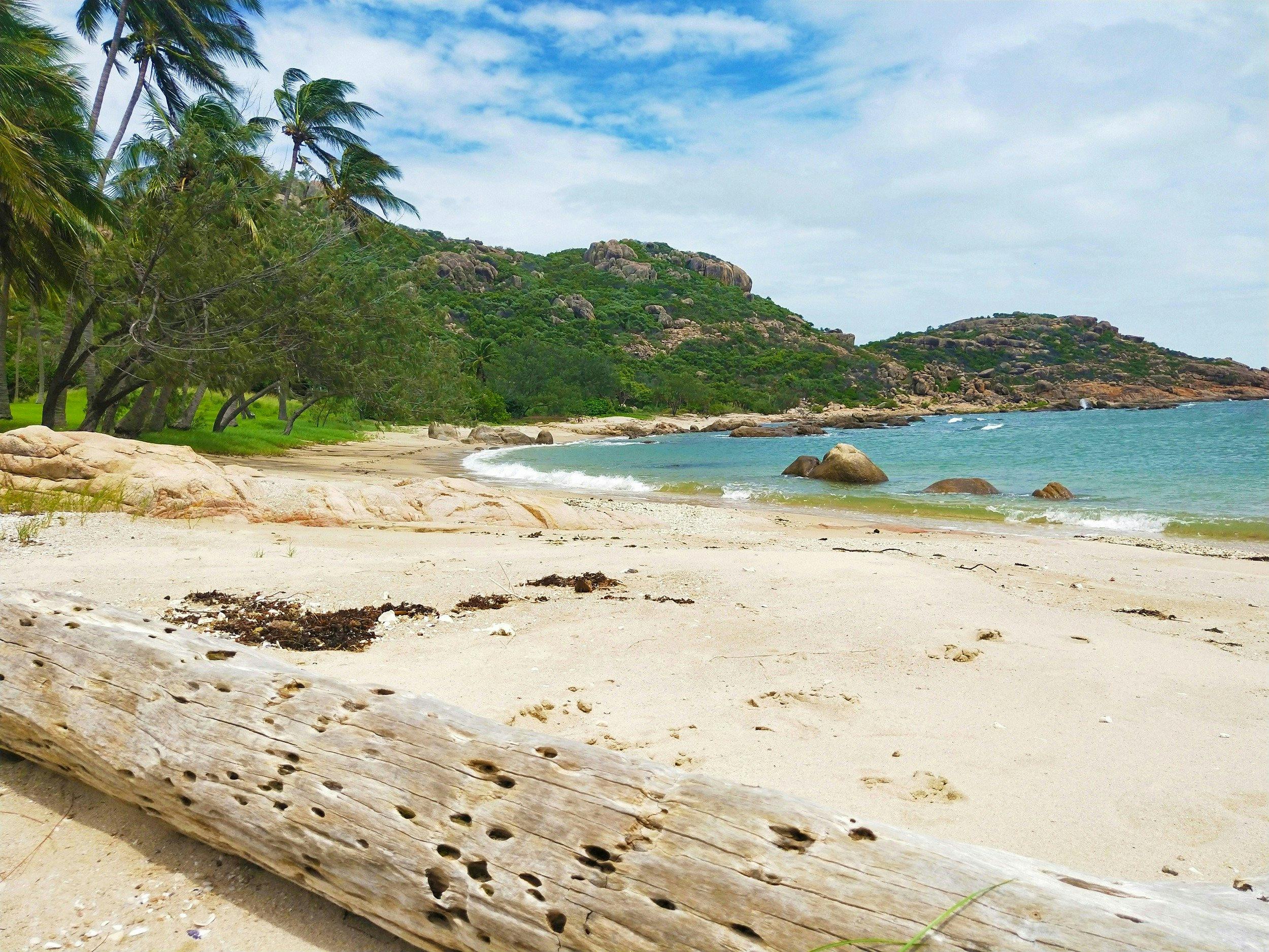 Sandy beach, palm trees and blue water with driftwood log
