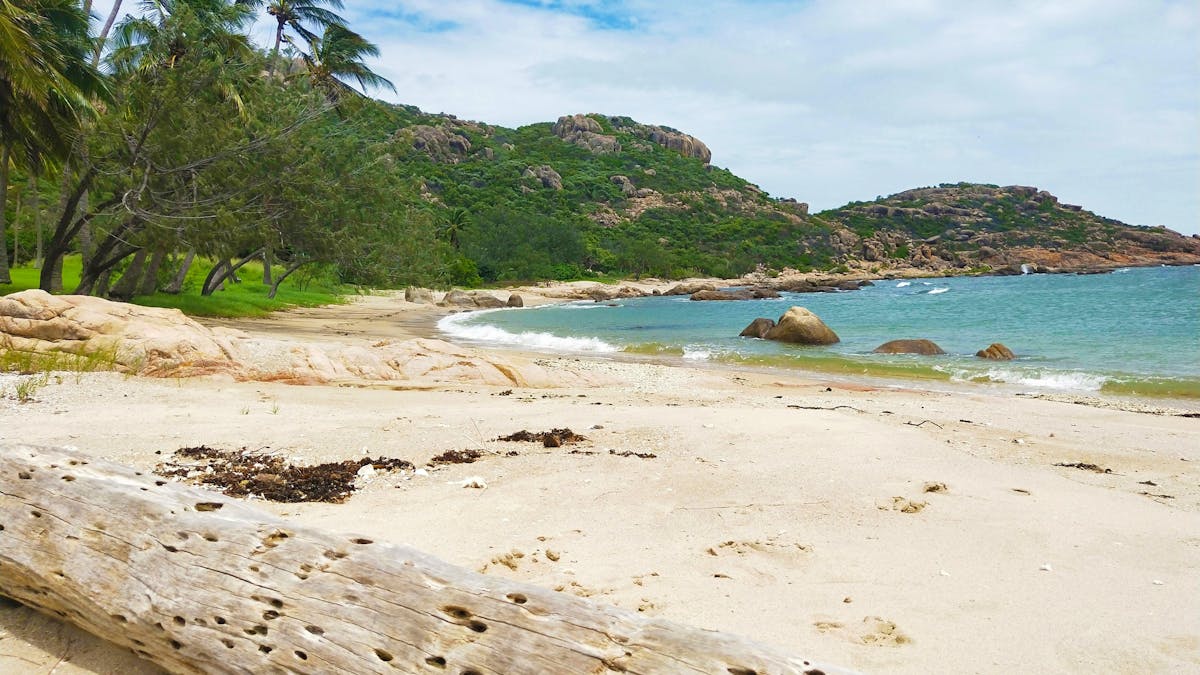 Sandy beach, palm trees and blue water with driftwood log