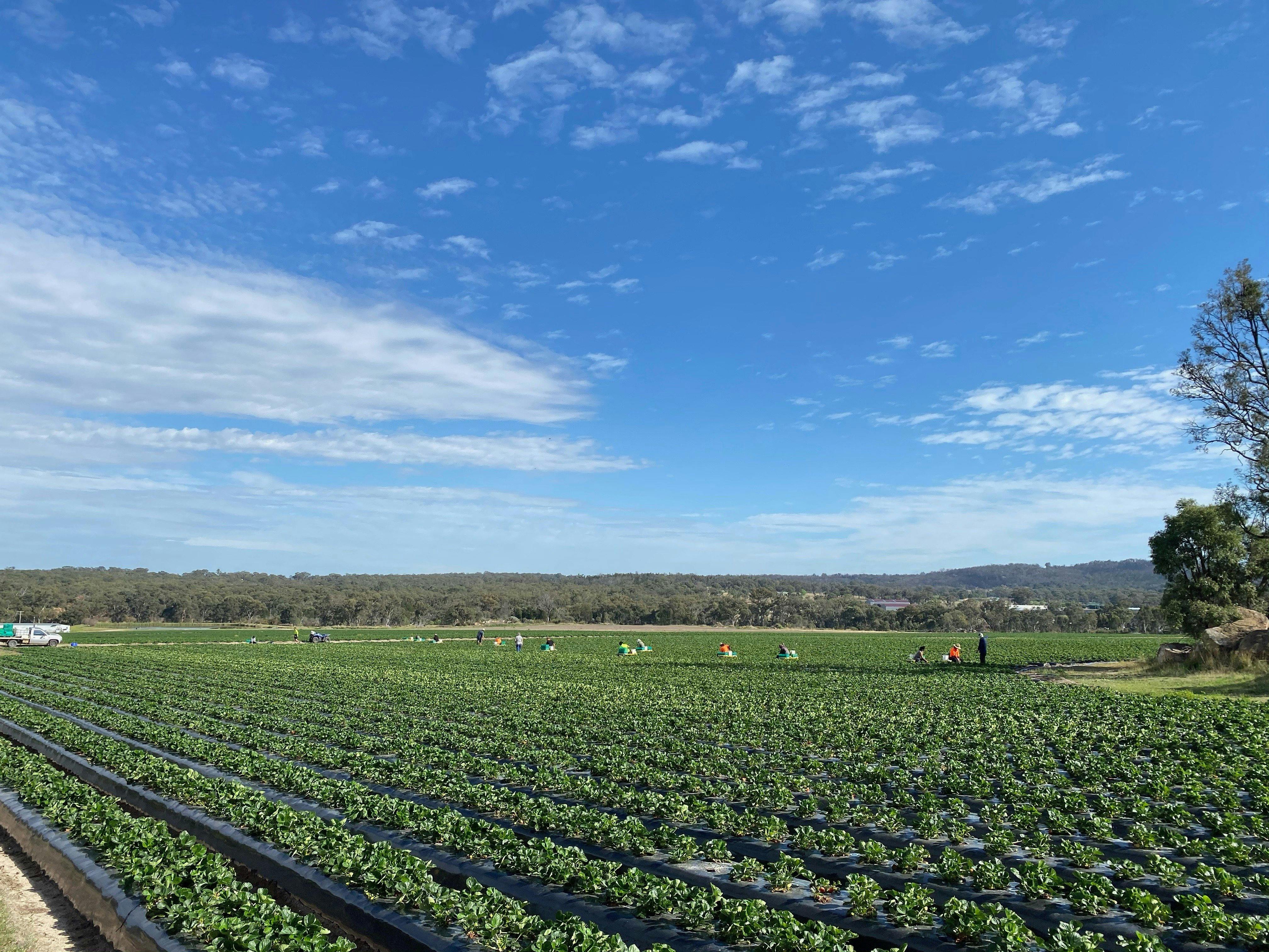 Ashbern Farms Granite Belt Wine Country