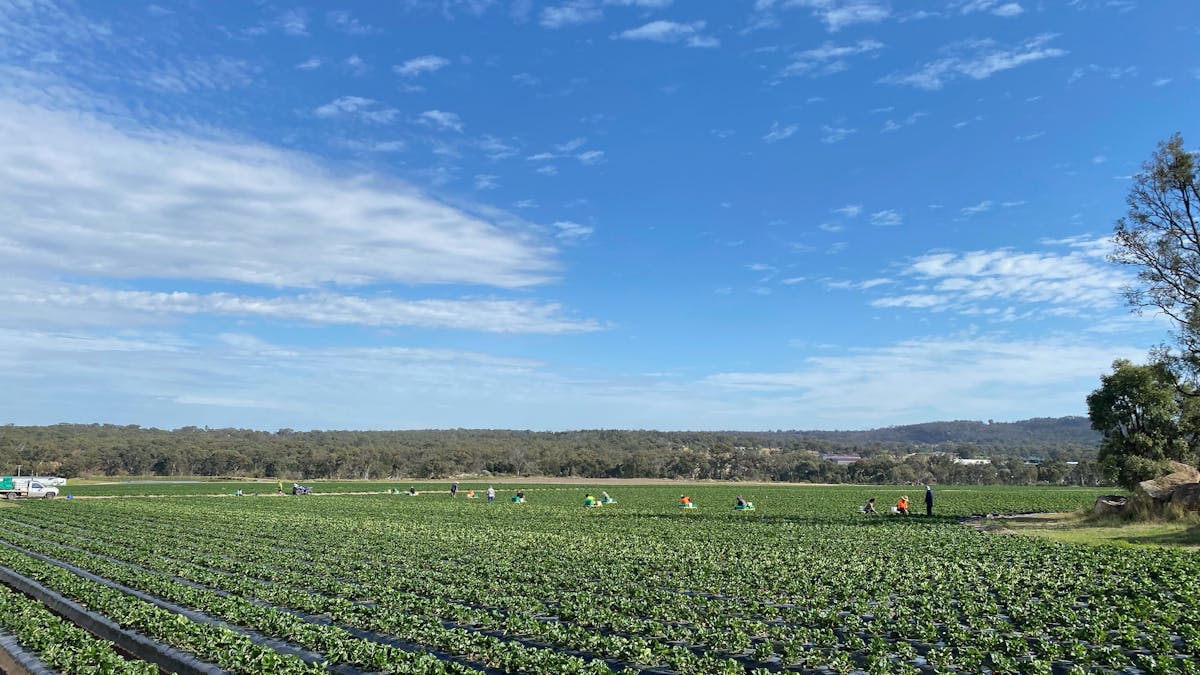Ashbern Farms Stanthorpe Strawberry Pickers