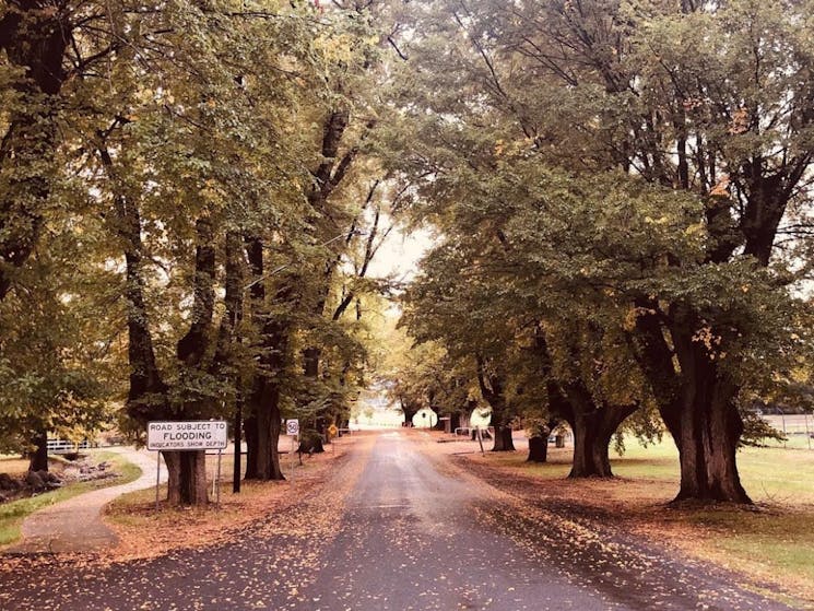 The  avenue of elm trees, beside the Tumut River, on Elm Drive in Tumut