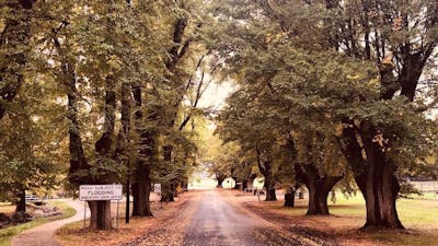 The avenue of elm trees, beside the Tumut River, on Elm Drive in Tumut