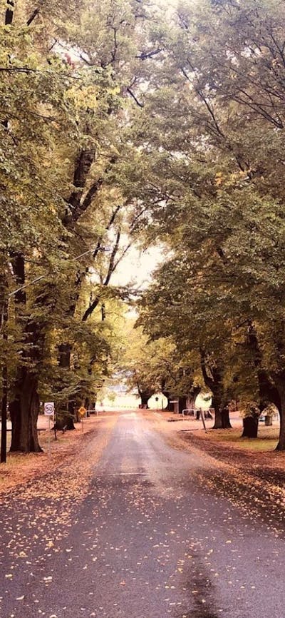 The avenue of elm trees, beside the Tumut River, on Elm Drive in Tumut