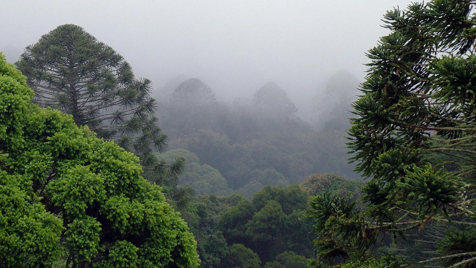 Bunya Mountains