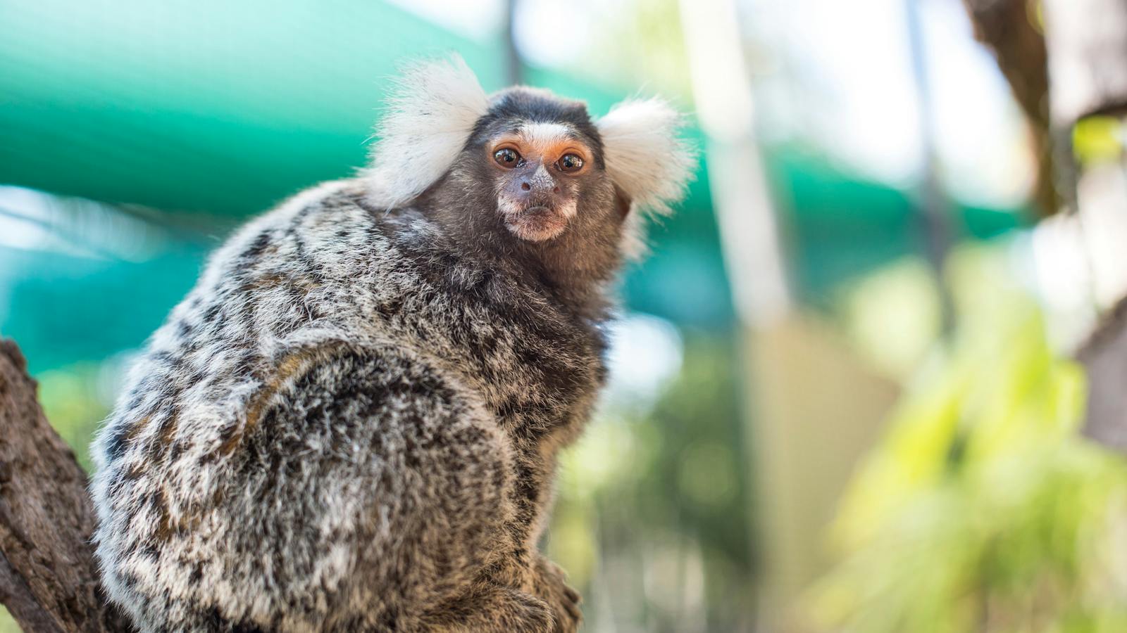 Monkey encounter