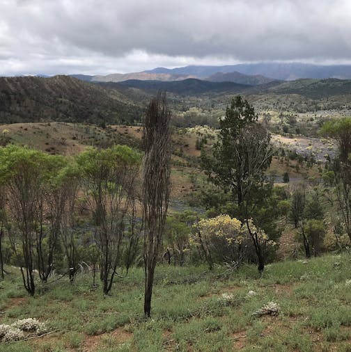 Ikara Flinders Ranges Experience