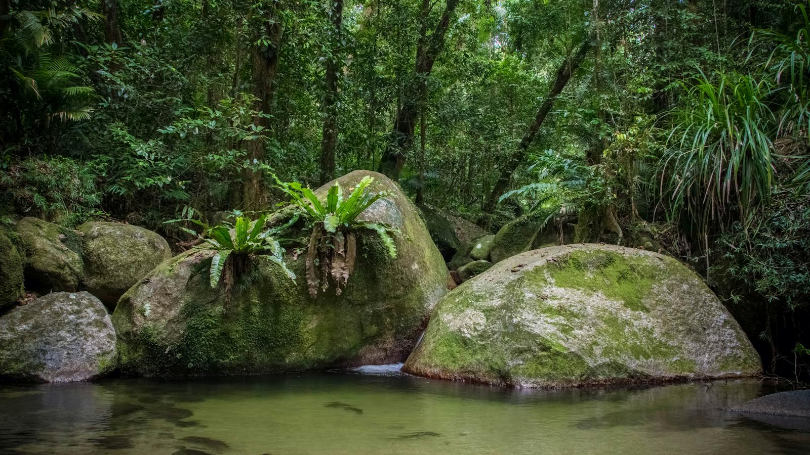 Rainforest scene