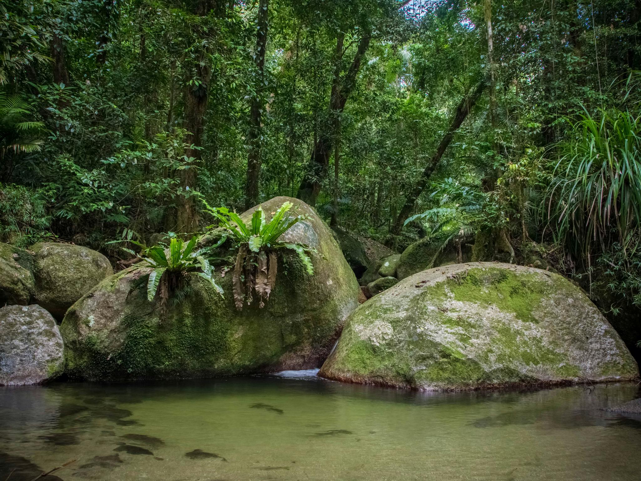 Rainforest scene Rainforest scene