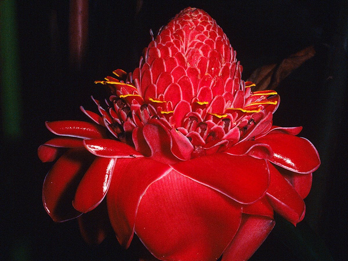 Red torch Ginger / Etlingera elatior