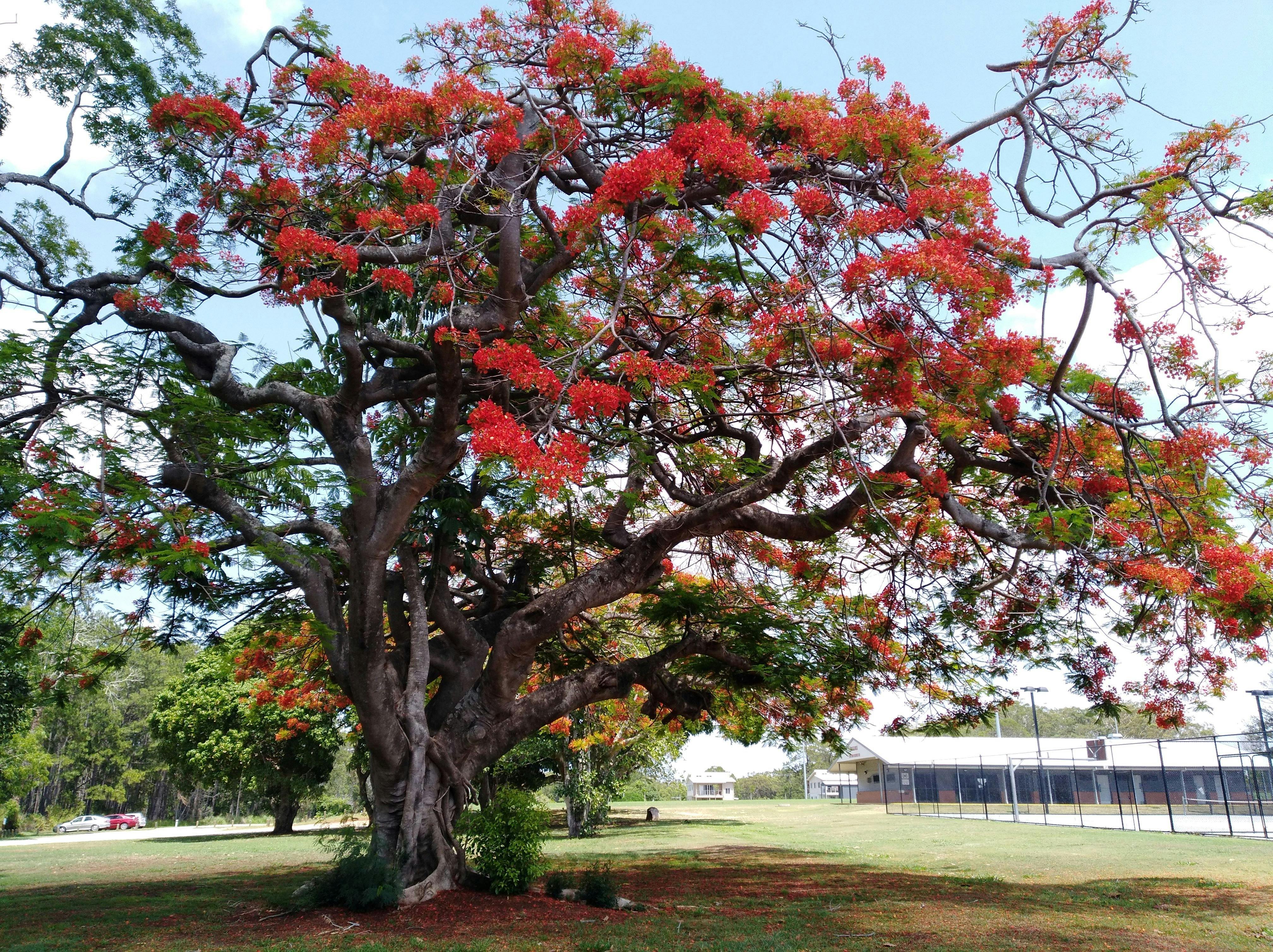 Natural beauty in the park
