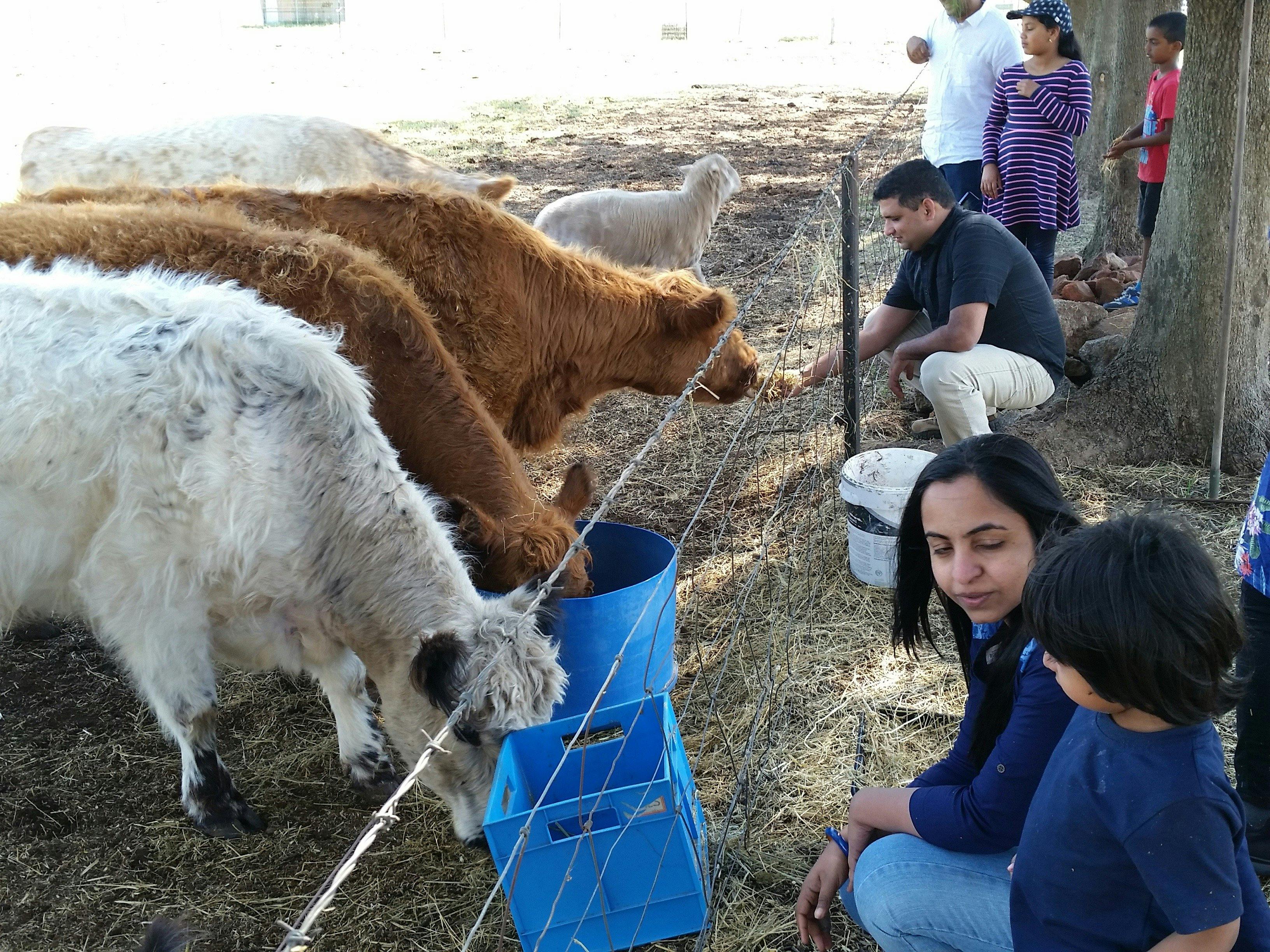Feeding the cattle at a Galloway stud farm.