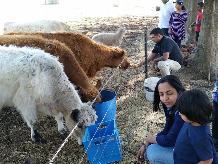 Feeding the cattle at a Galloway stud farm.