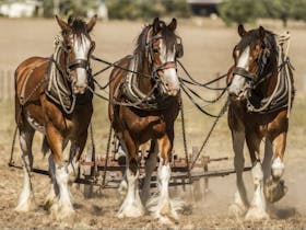 Moora Working Draught Horse Muster Cover Image