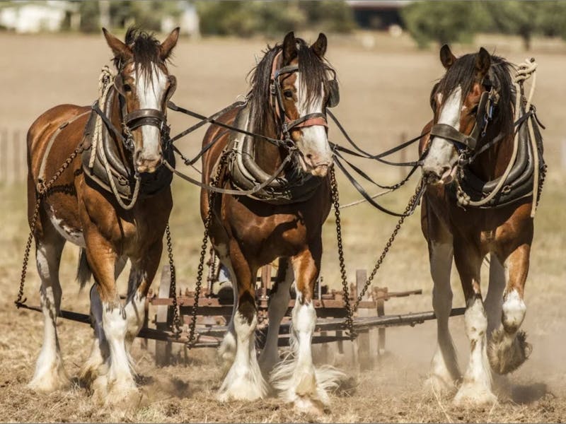 Image for Moora Working Draught Horse Muster