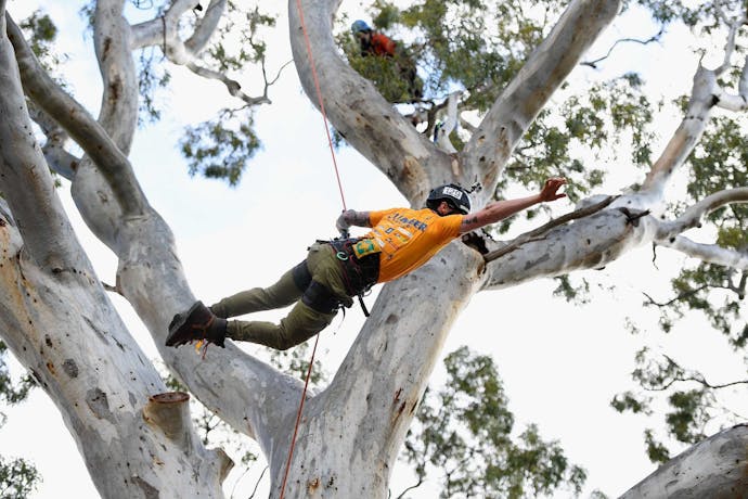 Image of a tree climber mid-climb