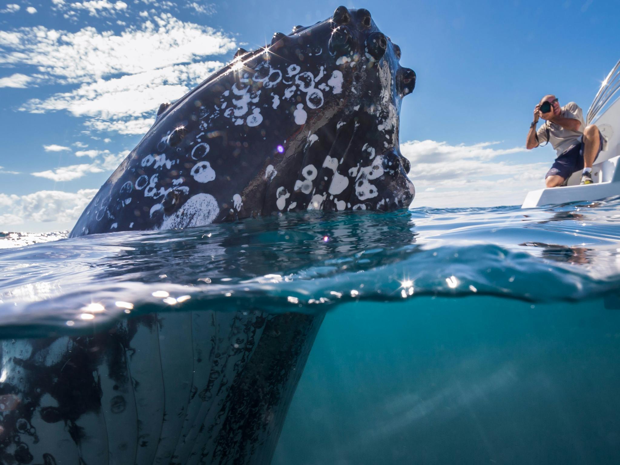 Best Whale Watching, Hervey Bay, Queensland.