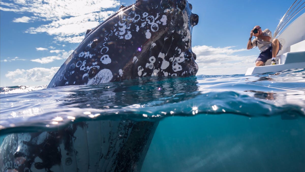 Best Whale Watching, Hervey Bay, Queensland.