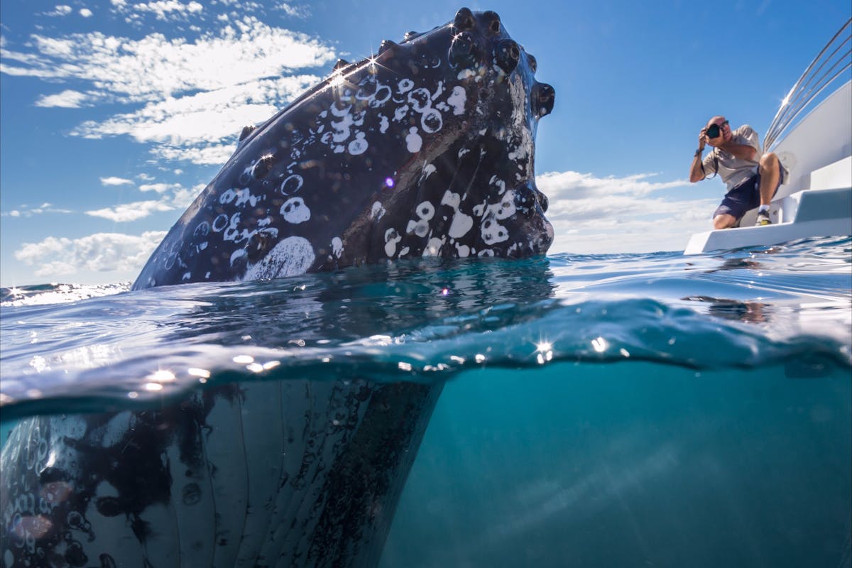 Best Whale Watching, Hervey Bay, Queensland.