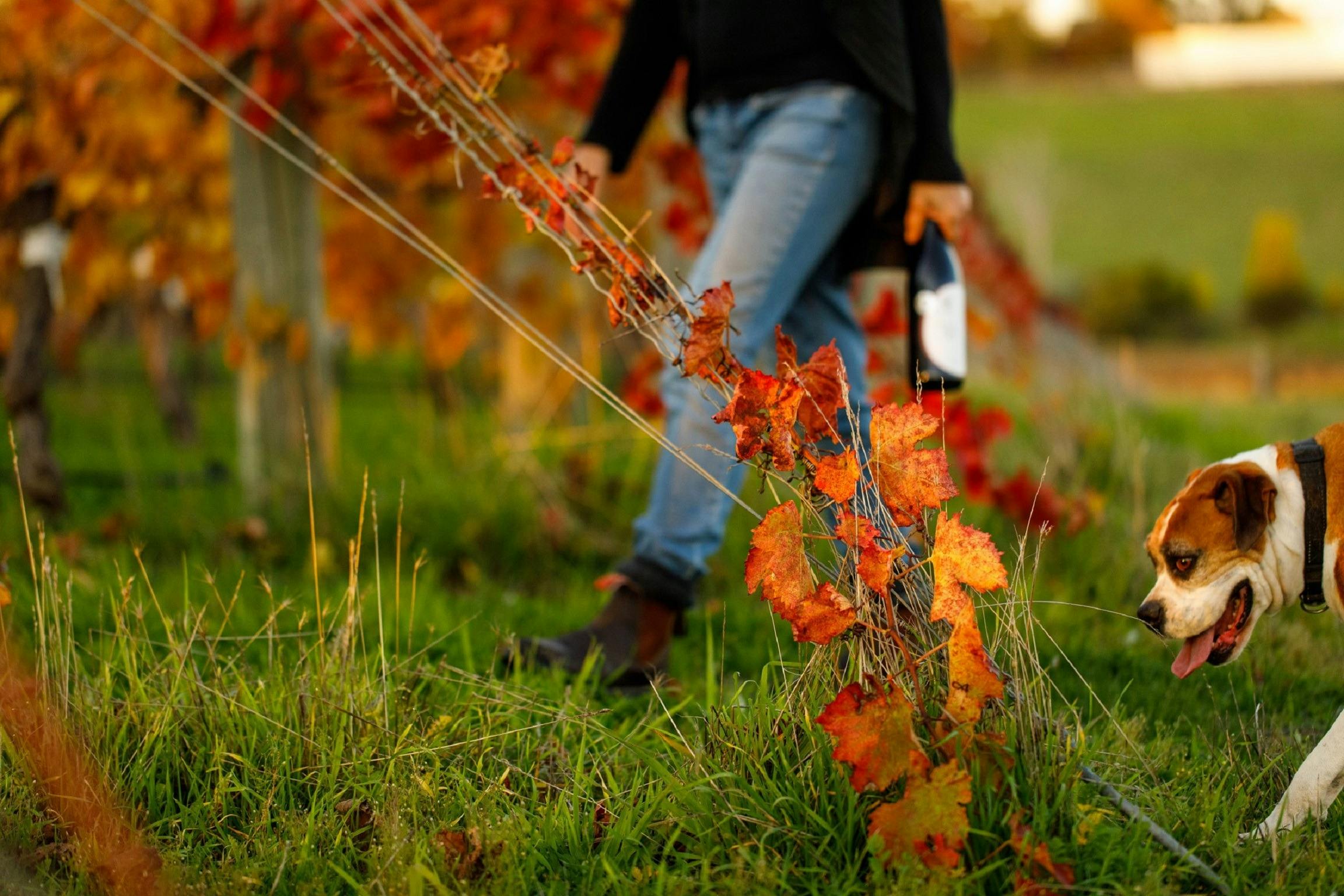 Oakway Estate Wines, Donnybrook, Western Australia