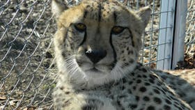 Darling Downs Zoo