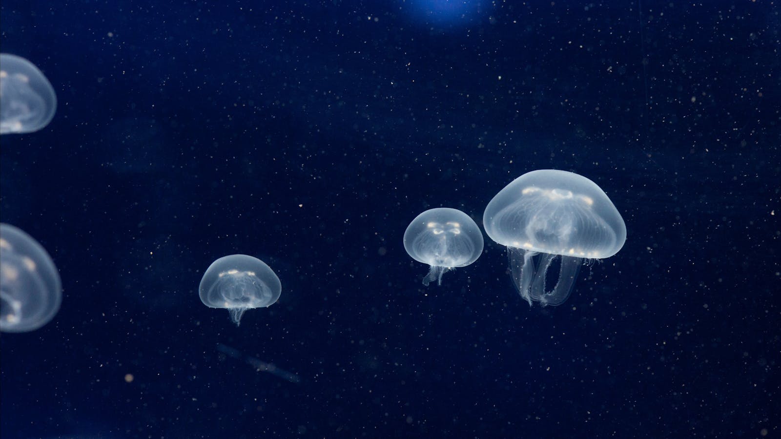 SEA LIFE Melbourne Aquarium