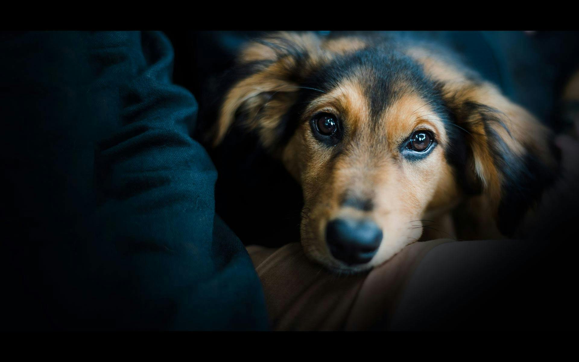 Pet Fundraiser