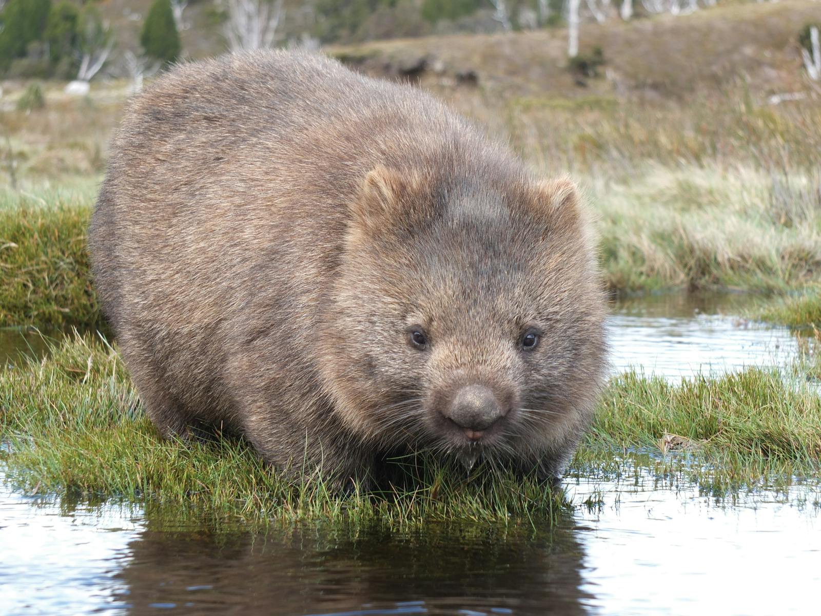 Meet the locals wombats