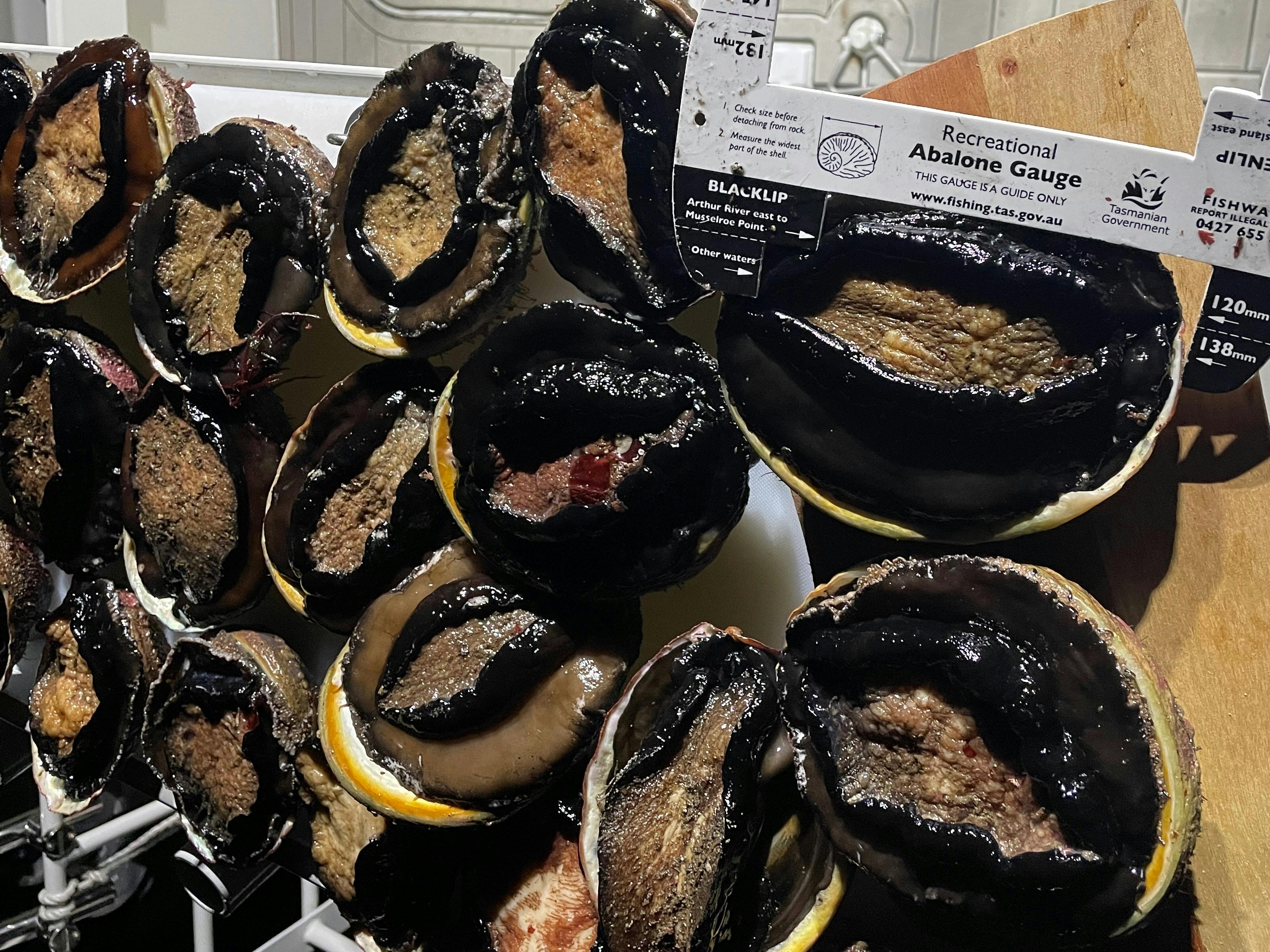 No matter what you’re diving for, we’ve got the perfect dive sites around Hobart for you!