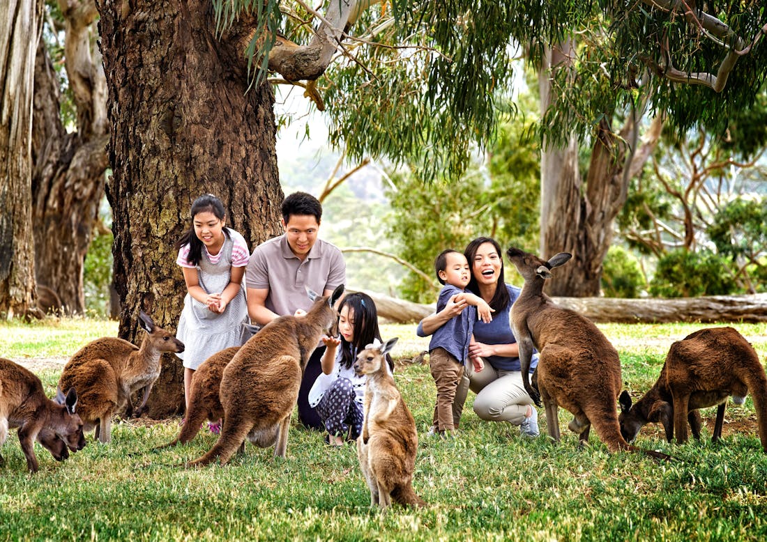 Cleland Wildlife Park Experiences - Crafers, Tour | trade.southau...