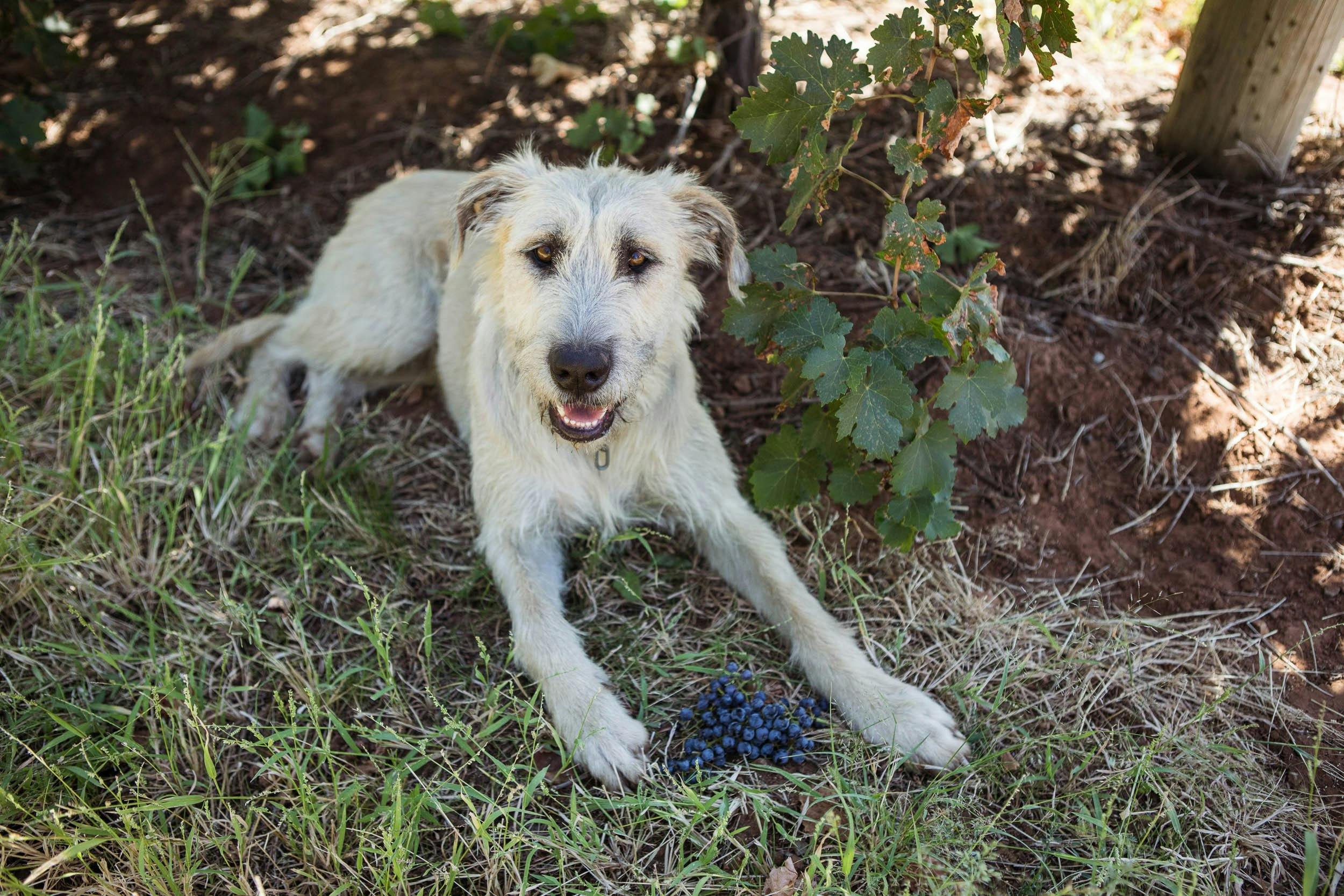Indie, Cellar door dog