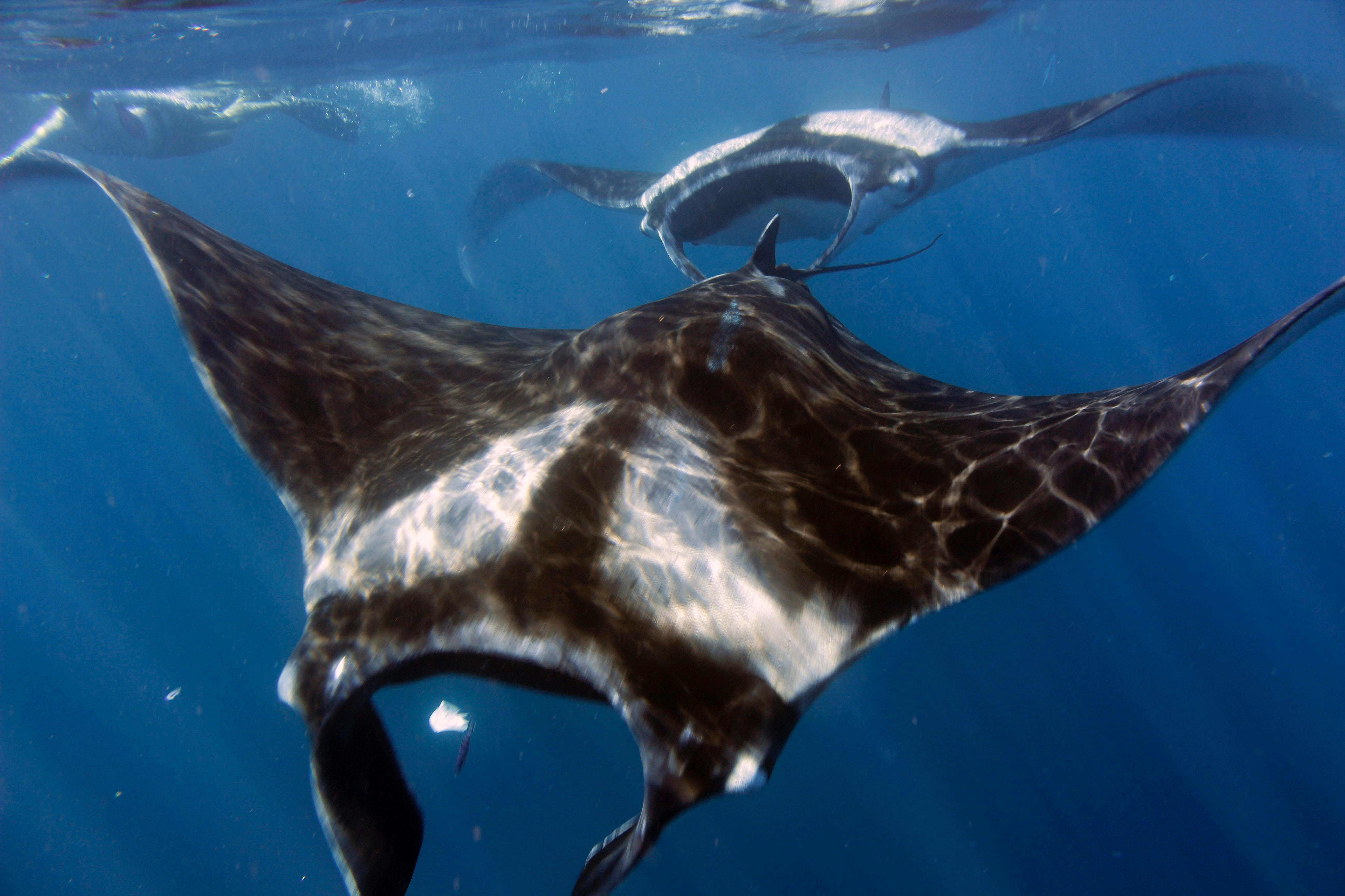 Manta Ray in Exmouth