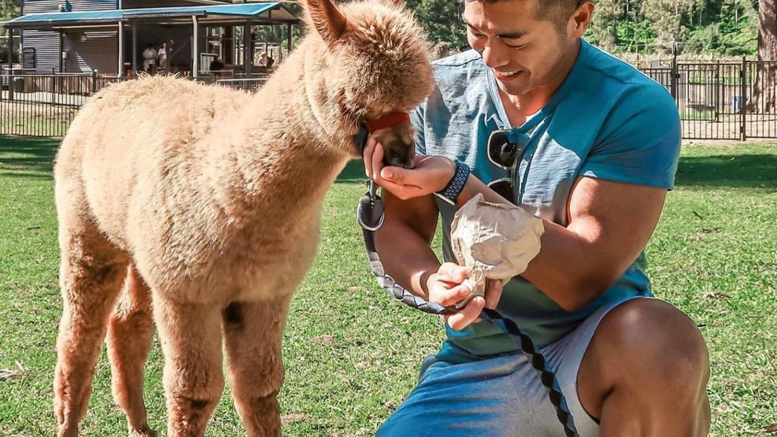 Feeding baby alpacas - just perfect!